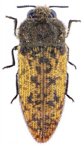 Réf. 214 176 : Acmaeodera affinis